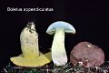 Butyriboletus appendiculatus-amf283-1